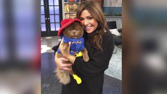 paddington bear dog with rachael ray