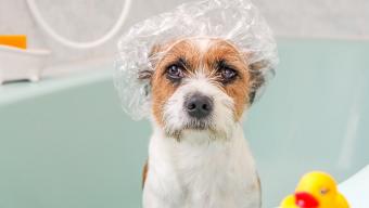 dog in shower cap