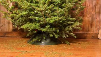 Christmas Tree Pine Needles