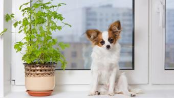 dog with plant