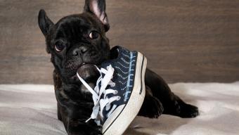 dog chewing shoe