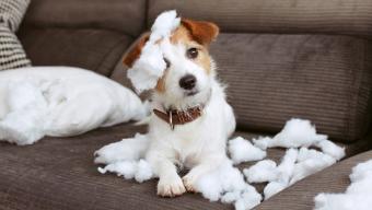 dog on couch