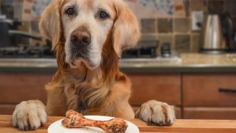 dog on counter