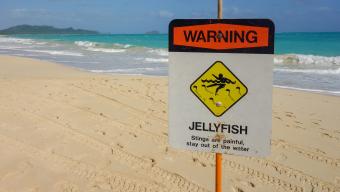 jellyfish warning sign