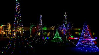 Lit Up Christmas Trees