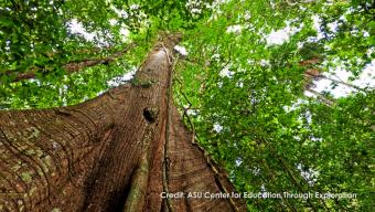 photo shot from underneath a tree