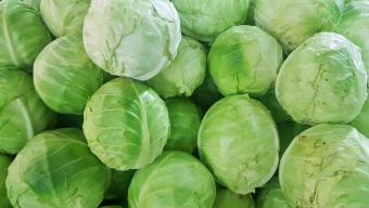 cabbage