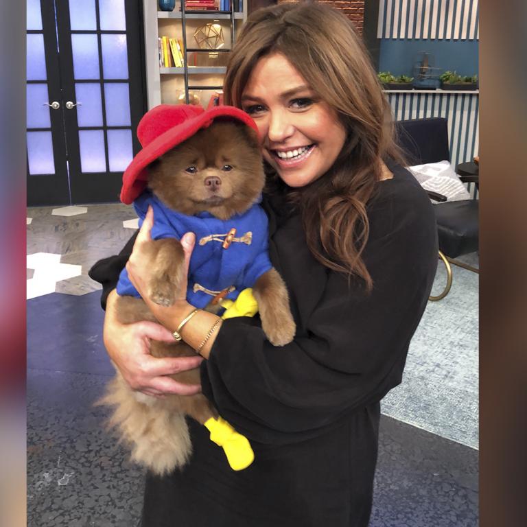 paddington bear dog with rachael ray