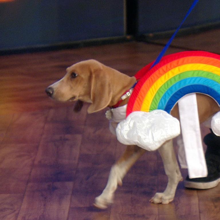 rainbow dog costume