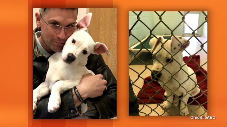 deaf pit bull puppy with owner