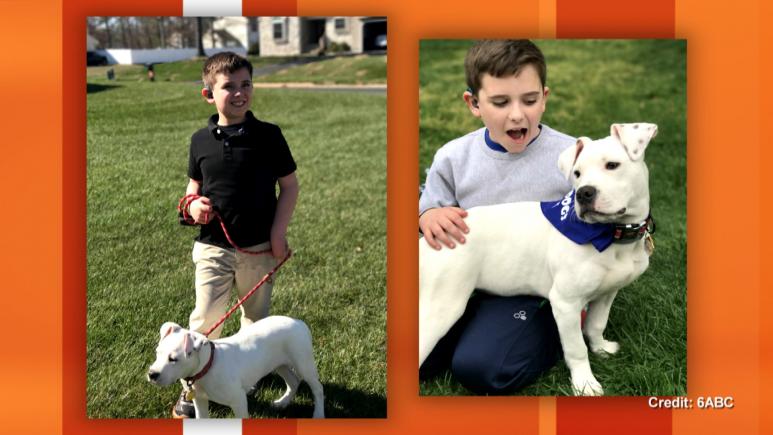 deaf pit bull with owner's nephew