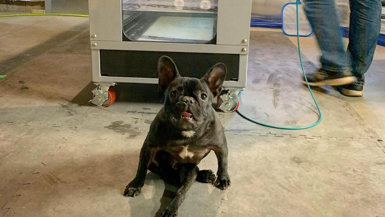 dog in front of hydrotherapy tank